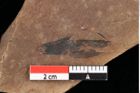 Foto (Detailansicht) von Pinus palaeostrobus Ettingshausen (NHMW-GEO-2024-0188-0204)